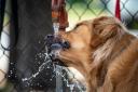 Owners are being urged to be vigilant for the signs of heatstroke, as temperatures pose a serious risk to our pets
