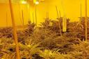 Cannabis found following a raid at a property in Ranworth Road,  Norwich earlier this year