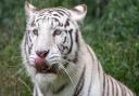 Shiva, a white Bengal tiger who has died aged 10