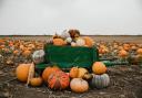 Here is a list of some of the best locations to pick that all-important pumpkin in Cambridgeshire before October 31.