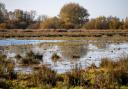 Wicken Fen