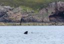 Basking Shark season tends to be May or October, and there are a few hotspots around the British Isles