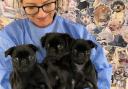 In April, RSPCA Block Fen Animal Centre in Wimblington took in three poorly pug cross pups who were found abandoned at separate locations in Peterborough.