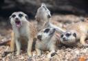 The meerkats at Hamerton Zoo.