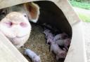 Happy outcomes: Clarksons Ring is helping improve piglet welfare by reducing the risk of overlays.