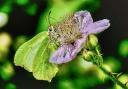 Gerry Brown's photo of a Common Brimstone butterfly which he took at Hinchingbrooke Park in Huntingdon.