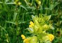 Yellow Rattle can be found in meadows.