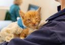 Little kitten Jonesy was among the cats who required treatment for cat flu this summer at Woodgreen.