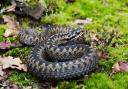 An adder snake