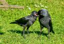 Gerry Brown took this image of Jackdaw feeding in his garden.