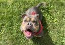 Biscuit at Block Fen Animal Centre in Wimblington, Cambridgeshire