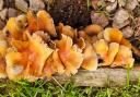 Dog owners across Cambridgeshire are being warned about the potential dangers of mushrooms and fungi.