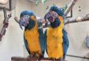 Lily and Margot, two blue-throated macaws, escaped the Regent's Park zoo on October 21.