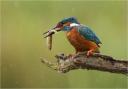 Digital Nature-3RD - Kingfisher in the Rain Karin Aston