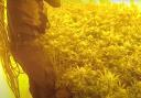 Cambridgeshire Police uncovered a cannabis factory in Huntingdon.