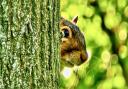 Gerry Brown took this cheeky photo at the Godmanchester Nature Reserve.