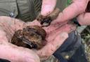 A Soprano Pipistrelle ‘harem’ of four female and a male keeping warm.