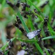 As 'Flying Ant Day' descends on Cambridgeshire - here's how you can prevent winged insects from entering your home.