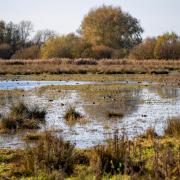 Wicken Fen