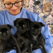 In April, RSPCA Block Fen Animal Centre in Wimblington took in three poorly pug cross pups who were found abandoned at separate locations in Peterborough.