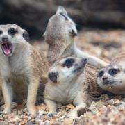 The meerkats at Hamerton Zoo.