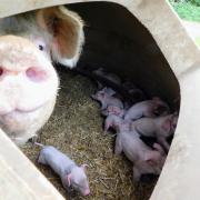 Happy outcomes: Clarksons Ring is helping improve piglet welfare by reducing the risk of overlays.