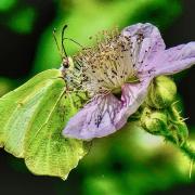 Gerry Brown's photo of a Common Brimstone butterfly which he took at Hinchingbrooke Park in Huntingdon.