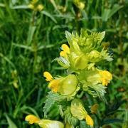 Yellow Rattle can be found in meadows.