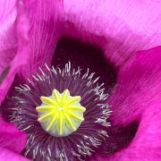 Tina Rogers sent us this image of  purple poppy which she took in her garden.