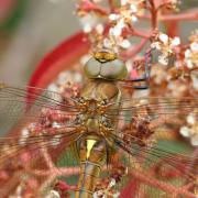 The Norfolk Hawker has been spotted in Cambridgeshire.