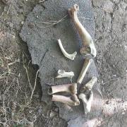 The bones were found in a Godmanchester park.