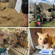 Take a look at a day in the life of keepers at Hamerton Zoo.