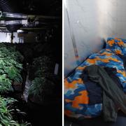 The living conditions and cannabis plants at the property in Warboys High Street.