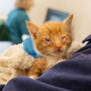 Little kitten Jonesy was among the cats who required treatment for cat flu this summer at Woodgreen.