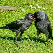 Gerry Brown took this image of Jackdaw feeding in his garden.