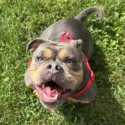 Biscuit at Block Fen Animal Centre in Wimblington, Cambridgeshire