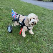 Last year's winner in the Ely Standard was George.