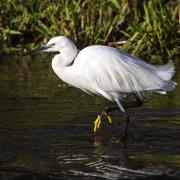 A Little Egret steps out showing a yellow foot and spectacular snow-white plumage.