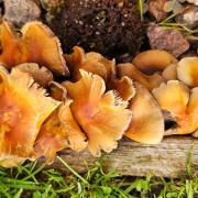 Dog owners across Cambridgeshire are being warned about the potential dangers of mushrooms and fungi.