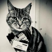 Sprout the St Neots Station Cat has sadly died.