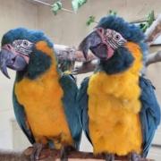 Lily and Margot, two blue-throated macaws, escaped the Regent's Park zoo on October 21.