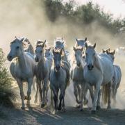 Phil Cole's Camargue Herd image from the 2023 competition.