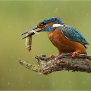 Digital Nature-3RD - Kingfisher in the Rain Karin Aston