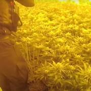 Cambridgeshire Police uncovered a cannabis factory in Huntingdon.