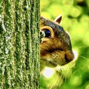 Gerry Brown took this cheeky photo at the Godmanchester Nature Reserve.