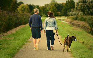 Blue green algae, or cyanobacteria, are a group of bacteria that can contain dangerous toxins which can be harmful and potentially fatal to pets