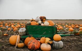 Here is a list of some of the best locations to pick that all-important pumpkin in Cambridgeshire before October 31.