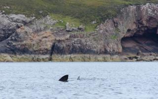 Basking Shark season tends to be May or October, and there are a few hotspots around the British Isles