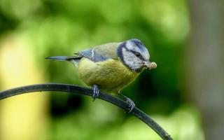 Gerry Brown captured this image of a Blue Tit which was in his back garden.