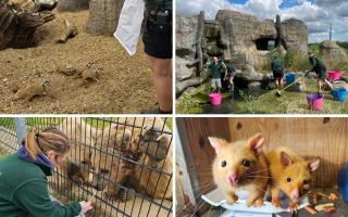 Take a look at a day in the life of keepers at Hamerton Zoo.